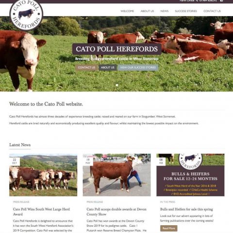 Cat Poll Website Screenshot